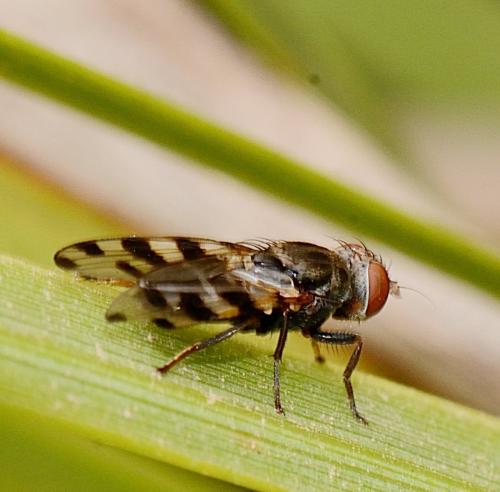 Ceroxys sp.